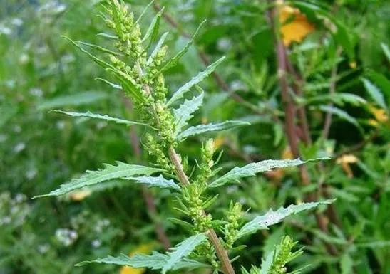 Chenopodium ambrosioides Extract, Extrato de Ervas Chá Mexicano