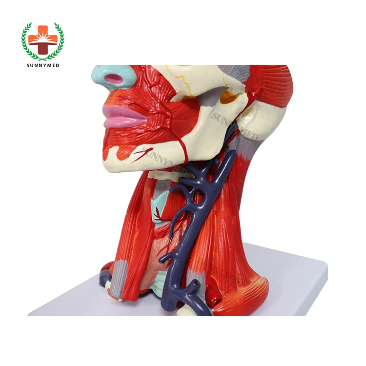 Human Head with Muscles and Brain Model Anatomical Head Model