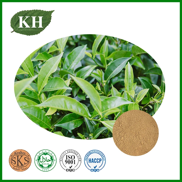 Anti-Oxidiant Oolong Tea Extract Tea Polyphenols 80%