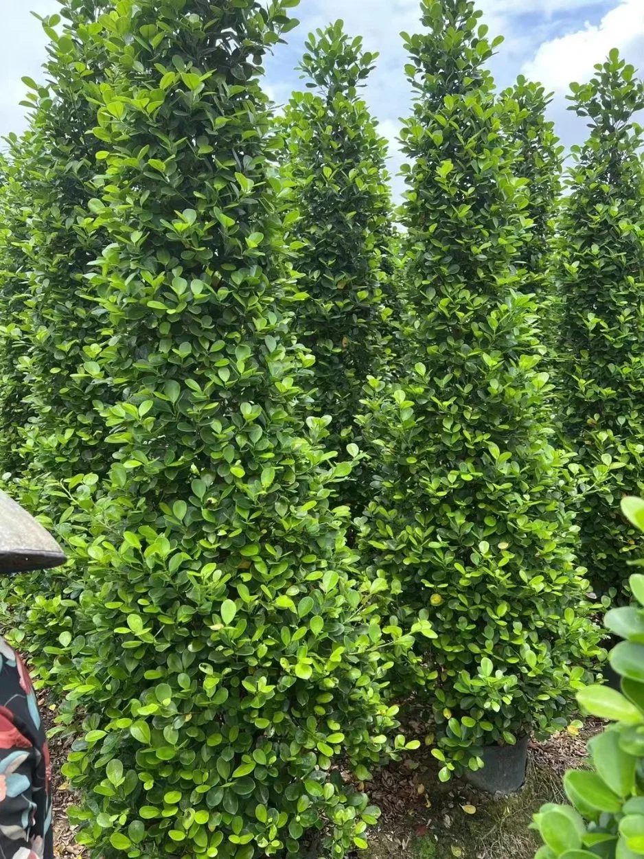 Ficus benjamina Dianella chino Banyan Ficus microcarpa árbol alto Bonsai plantas al aire libre en vivo