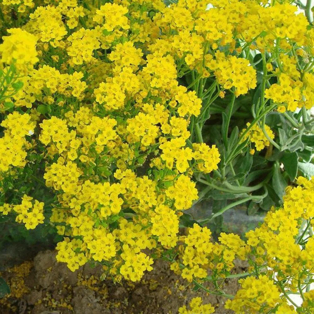 Touchhealthy Supply Aurinia Saxatilis Seeds/Yellow Alyssum Seeds