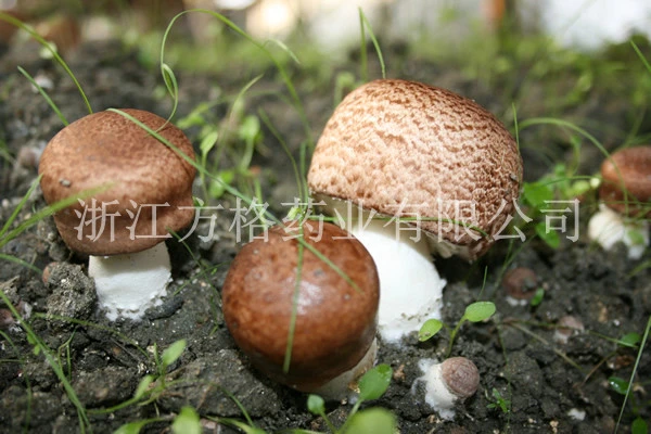 High Quality Agaricus Blazei Powder,; Mcelium; Edible and Medicinal Mushroom, GMP/HACCP Certificate