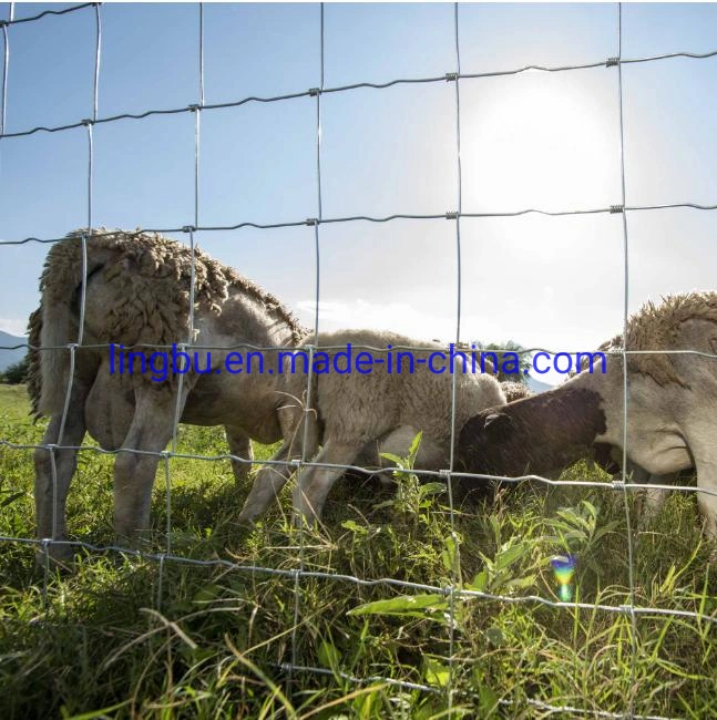 Robuste Ausführung Verzinkter Gitterzaun für Tierfarm mit Y/T Post Ht Verzinkt Veldspan Feldzaun Kraal Network