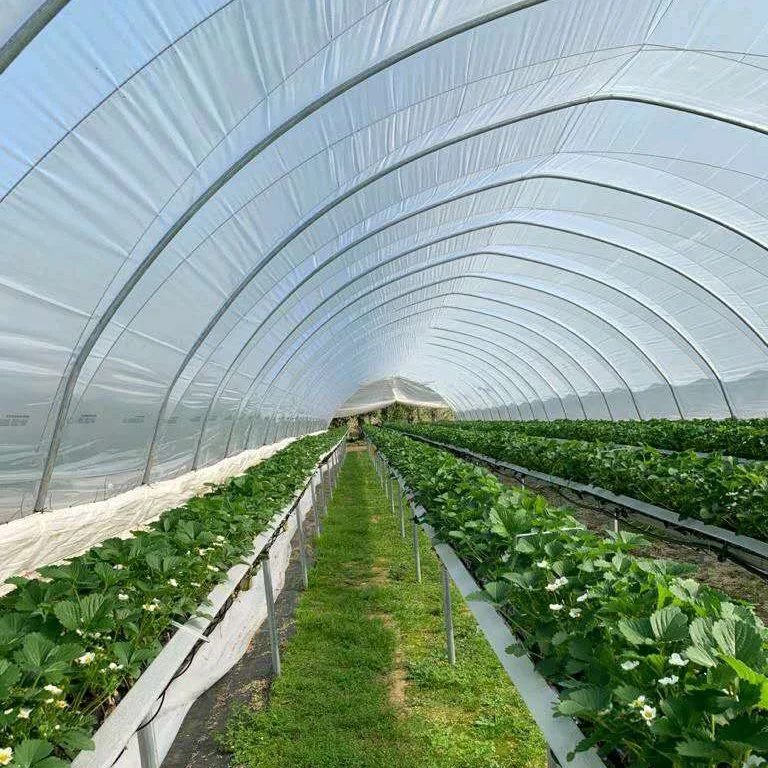 Customized Agricultural Multi-Span Film Greenhouse for Tomato Planting