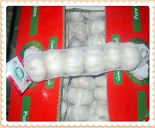 Good Quality Fresh Garlic for Middle East Market