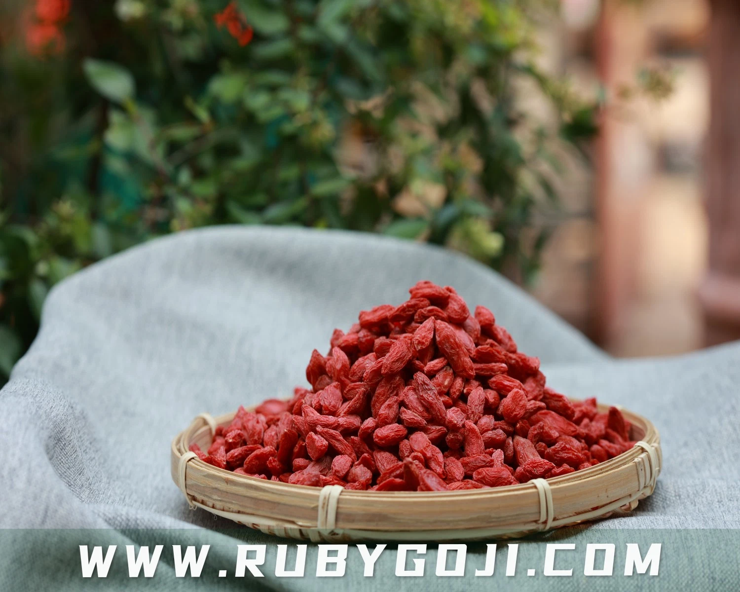 Popular Goji Berry Certificado por la UE y NOP estándar