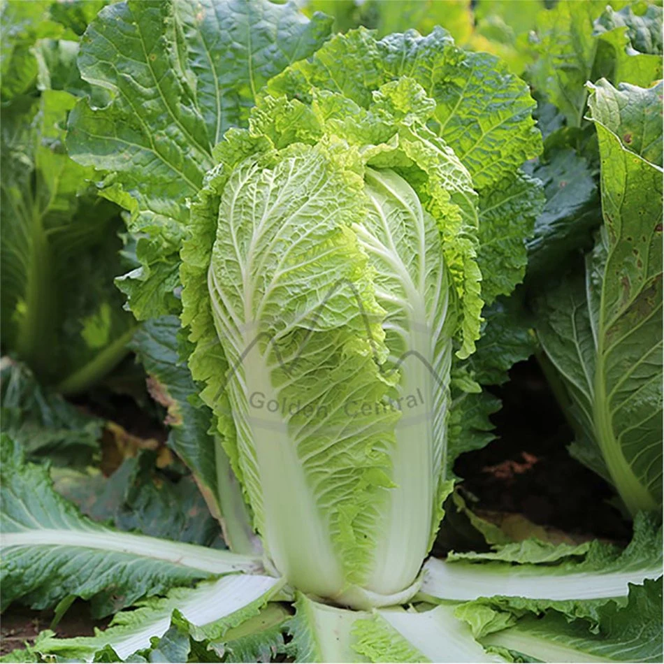 High quality/High cost performance Chinese Cabbage Green Cabbage Sale with Great Nutrition