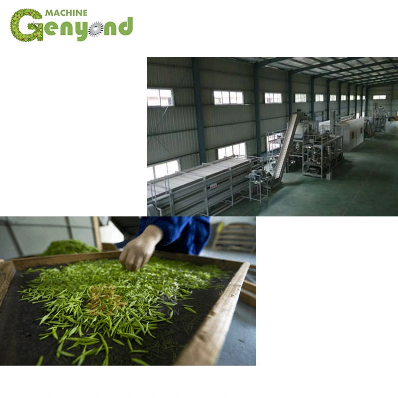 High Capacity Automatic Tea Leaf Make Machine