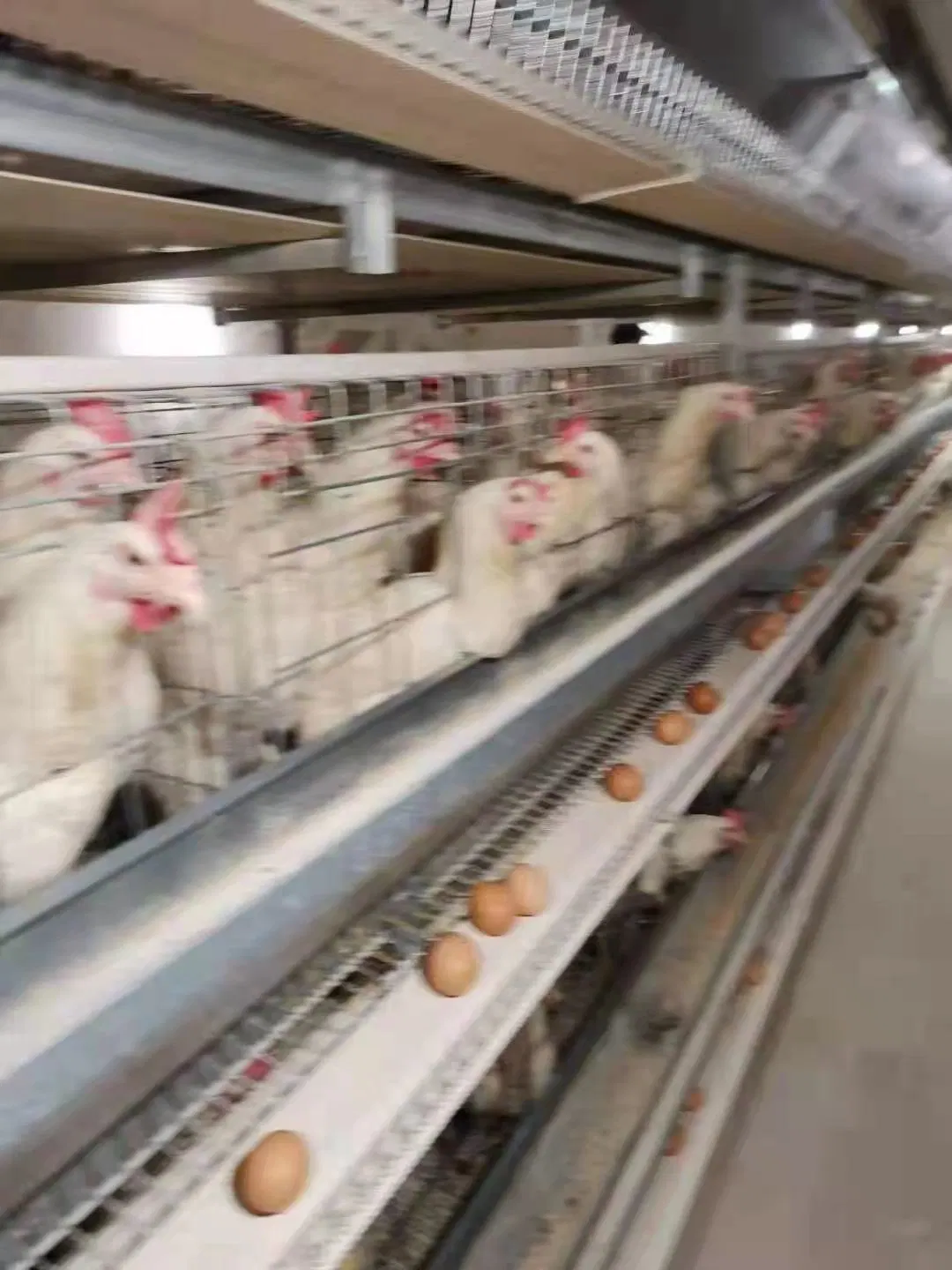 Alimentador automático de frangos de corte Equipamento automático para aves alimentador de frango Sistema de agricultura