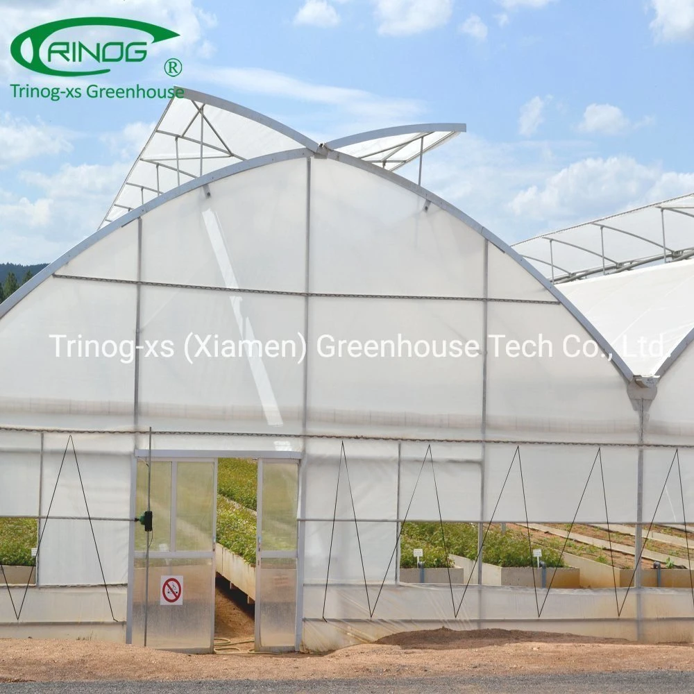 Trinog China made multispan hydroponics plastic film agricultural greenhouse for commercial farm