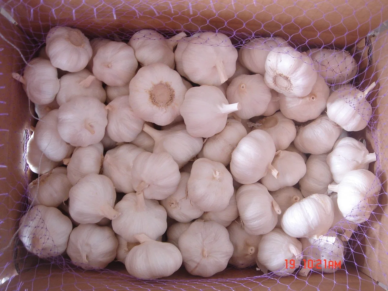 250g Fresh Garlic/Pure White Garlic/Normal White Garlic