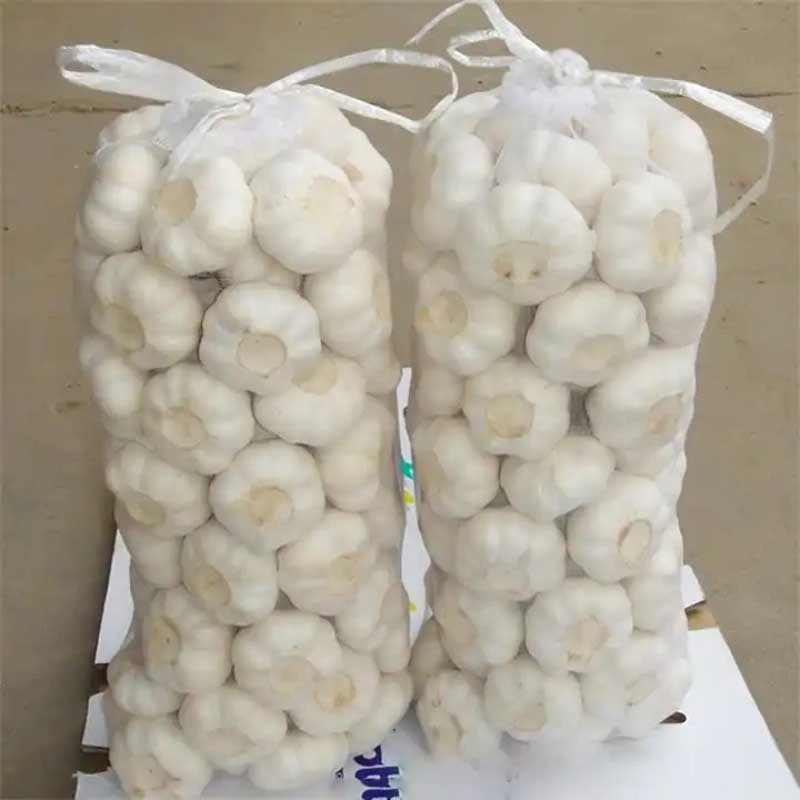 Vietnam Producing Fresh Garlic Weight Origin Type Size Product Fresh Place Model Cultivation Common Certification