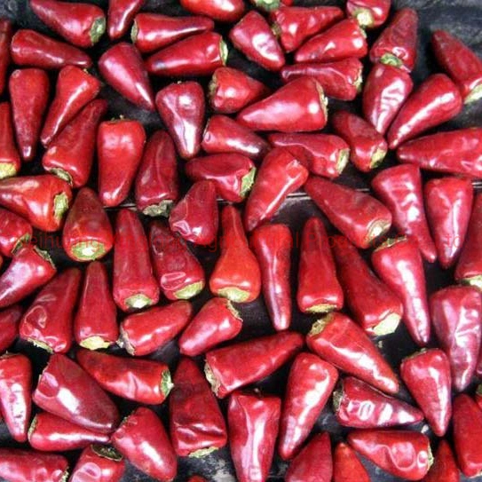 Les chinois rouge piment chili Chaotian Zidantou sec / Bullet piment poivre de Cayenne