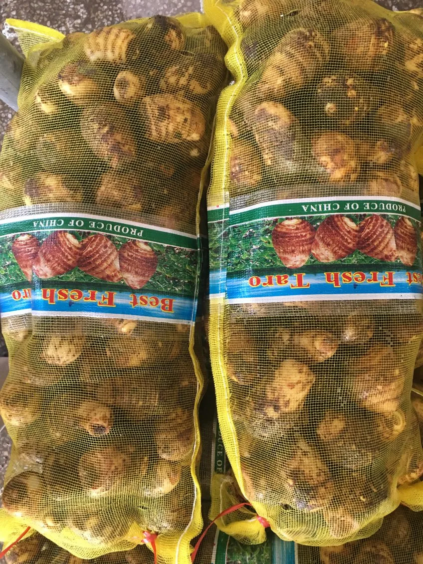 Taro fresca para exportación