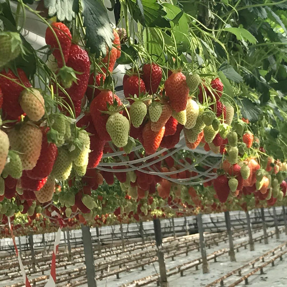 Hydroponics Strawberry Planting Nft Gutter Grow System for Greenhouse