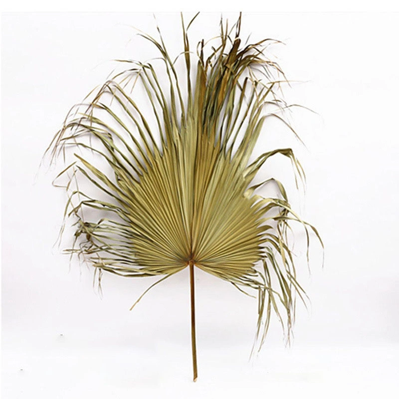 Artificial Centerpiece Leaf Natural Plant PU Fan Leaf Banana Palm Leaf Dry Flower Arrangement