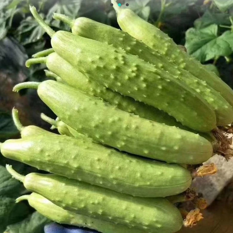 Heat Cold Strong Disease Resistance Spikes Cucumber Seeds for Planting