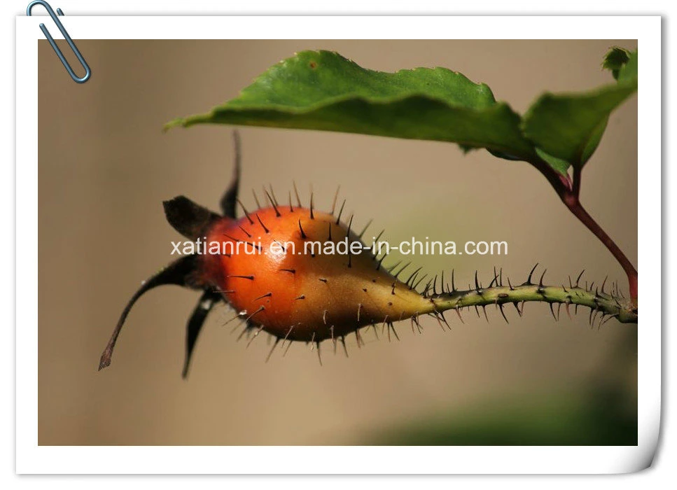 Fabricante Cherokee Rose Fruta / Rosa Laevigata Polvo de extracto