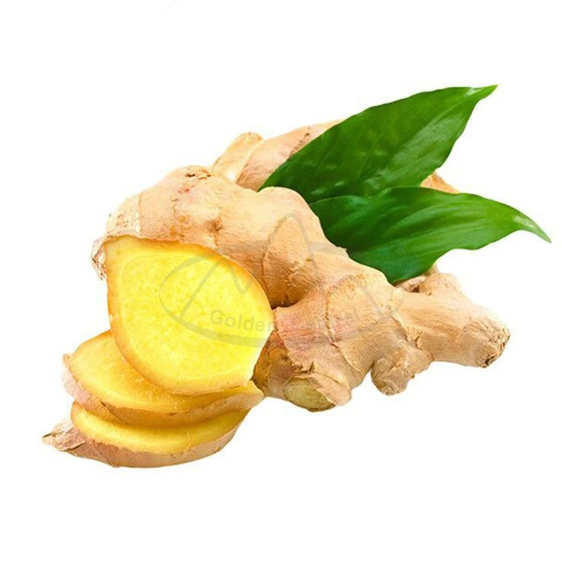 Hot Sale Fresh New Crop Yellow Fresh Ginger