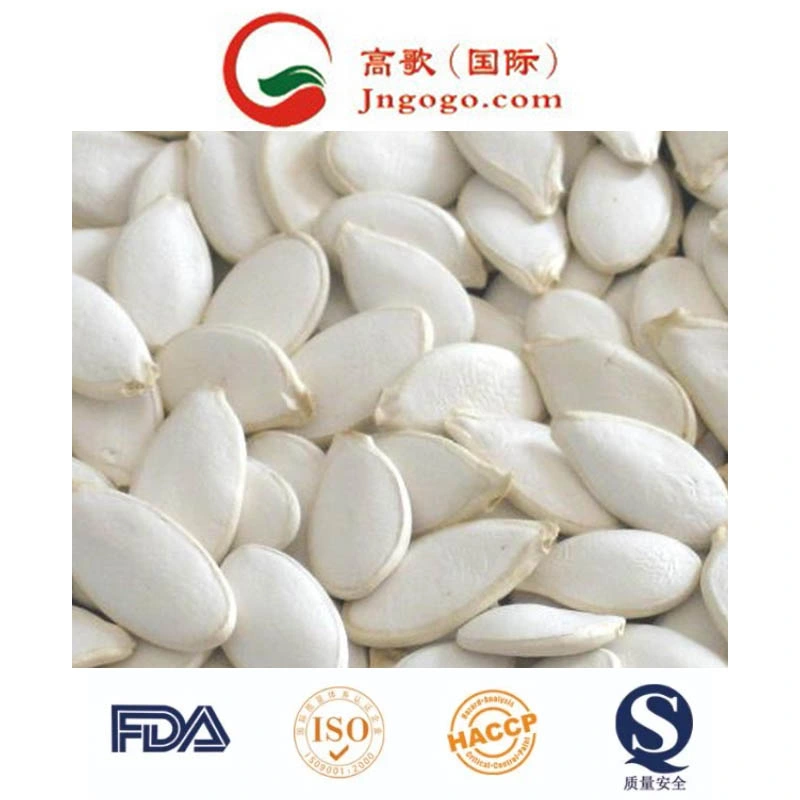 High quality/High cost performance Snow White Pumpkin Seeds 13cm and up
