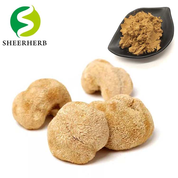 Natural Plant Extract Organic Natural Lions Mane Mushroom Extract for Anti-Cancer and Lower Blood Pressure Herb Herbal