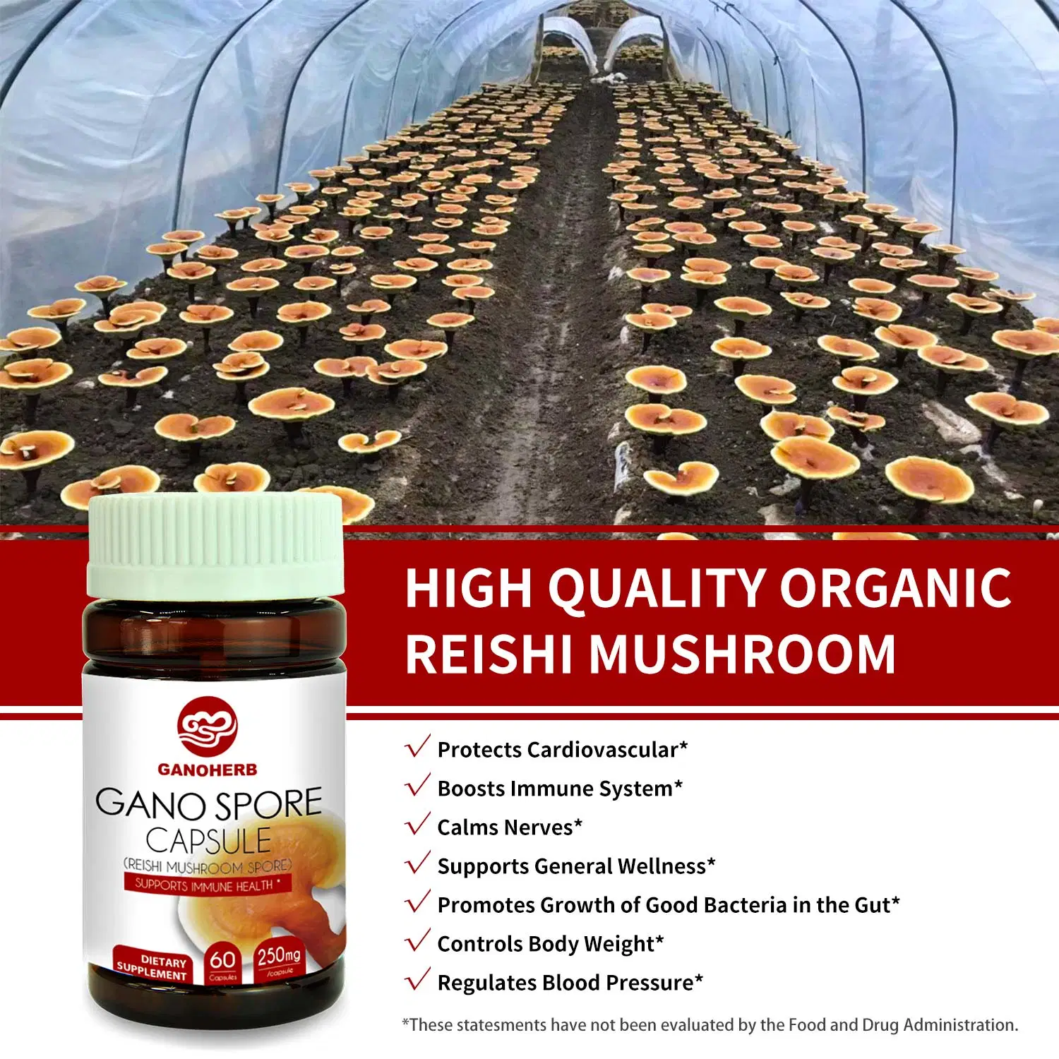 Organic Reishi Spore Capsule le champignon Reishi organiques Spore Capsule Poudre