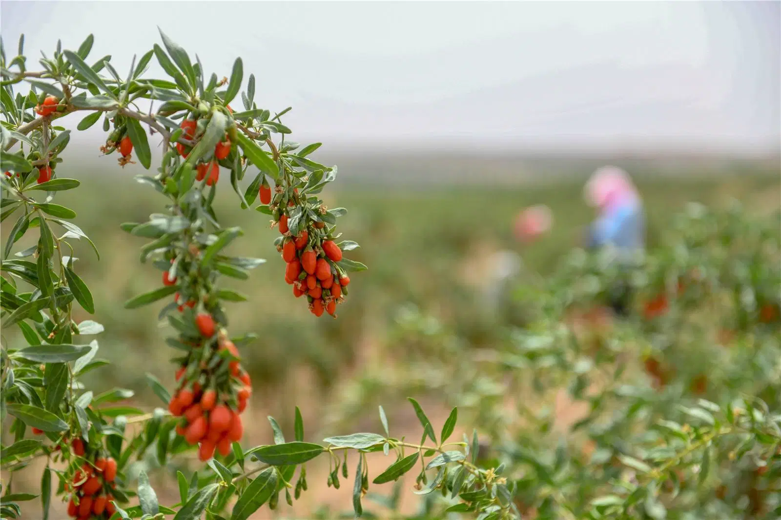 Goji Berry chino naturales orgánicos secos Wolfberry