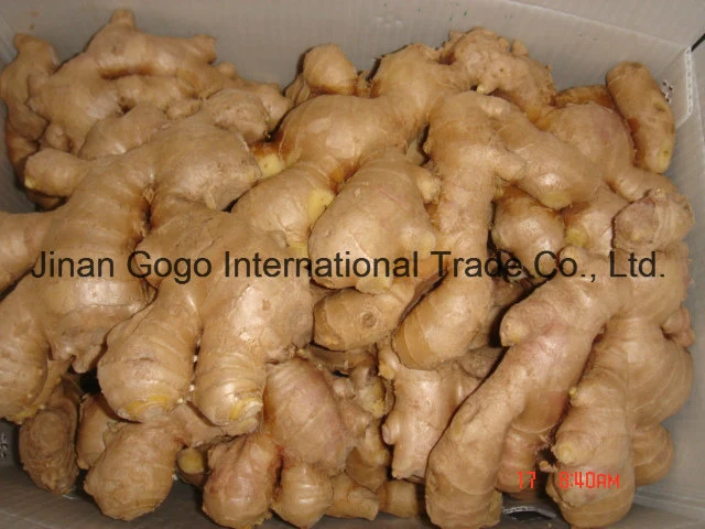 High-Quality Agriculture Products: Fresh Ginger From Shandong