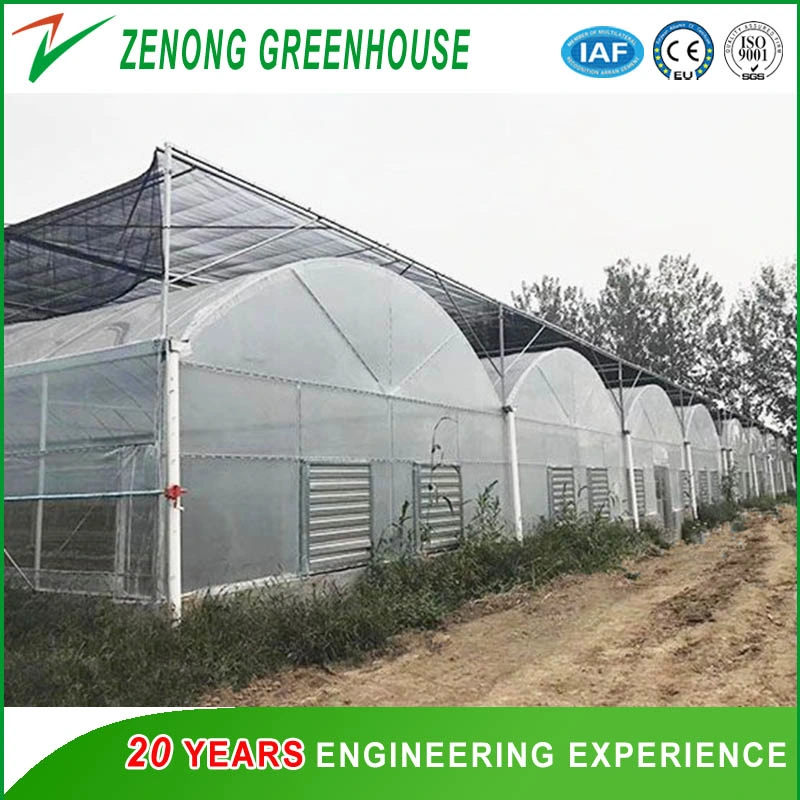 Low Cost Poly Film Greenhouse with Hydroponic Nft Growing System for Tomato and Lettuce