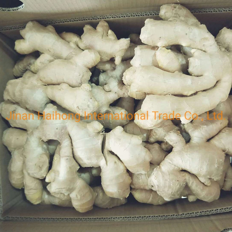 Supply Fresh Newest Crop 2019 Agriculture Factory Direct Sale Dry Competitive Price Ginger