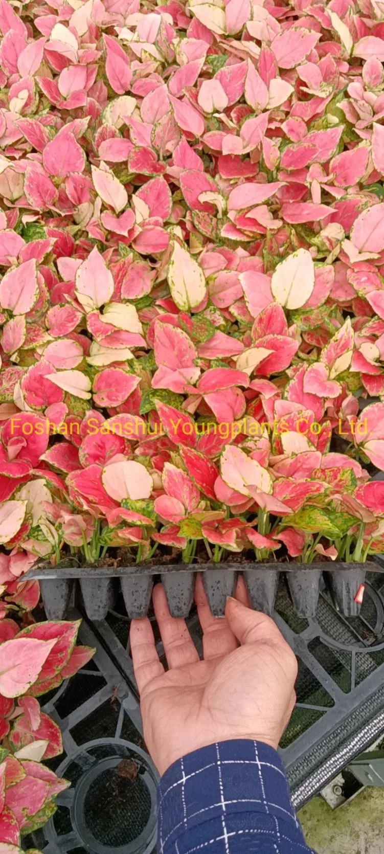 Tissue Culture Tray Natural Natural Young Live Bonsai Indoor Plants Wholesale/Supplier