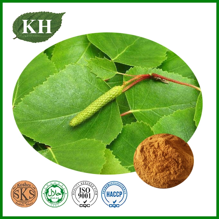 100% Natual Birch Leaf Extract Powder Flavonoides 5% by UV