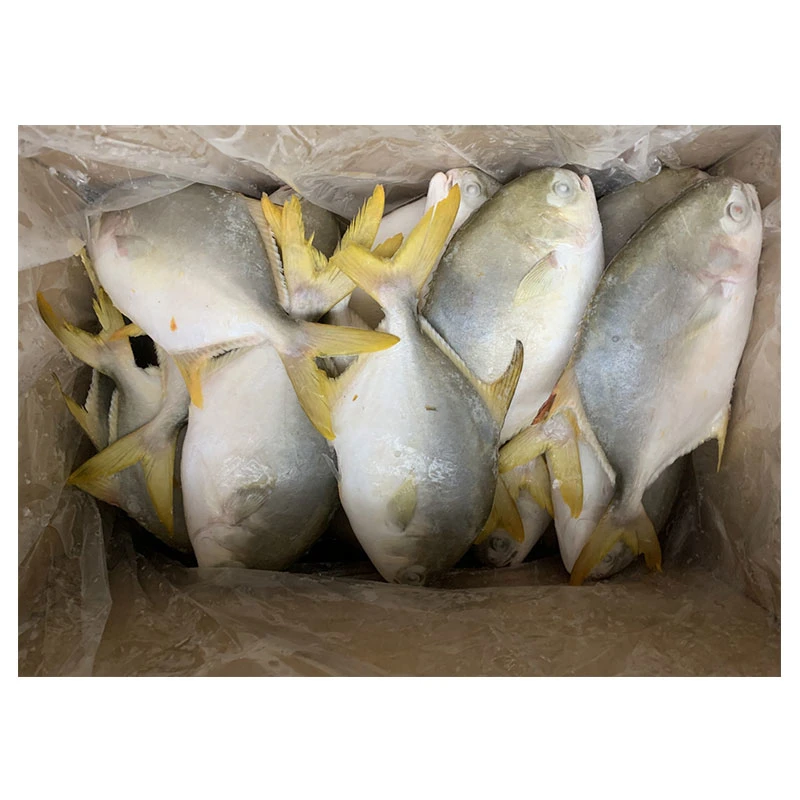 Wholesale IQF Fish Whole Round Frozen Golden Pomfret