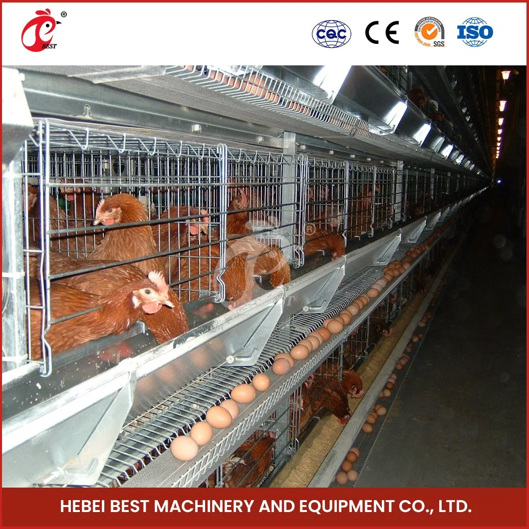 Bestchickencage H Type Breeder Cage Layer Cage China Layer Coop Layer Cage Supplier Custom Long-Lasting Features Portable Hen Layer House