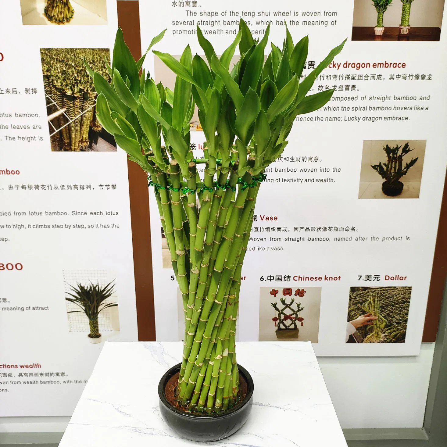 Flower Vase Lucky Bamboo Hydropnics Indoor Decorative Live Plant Wholesale