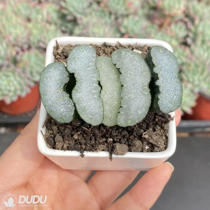 Dudu nueva llegada volar Haworthia vivir Natural suculentos