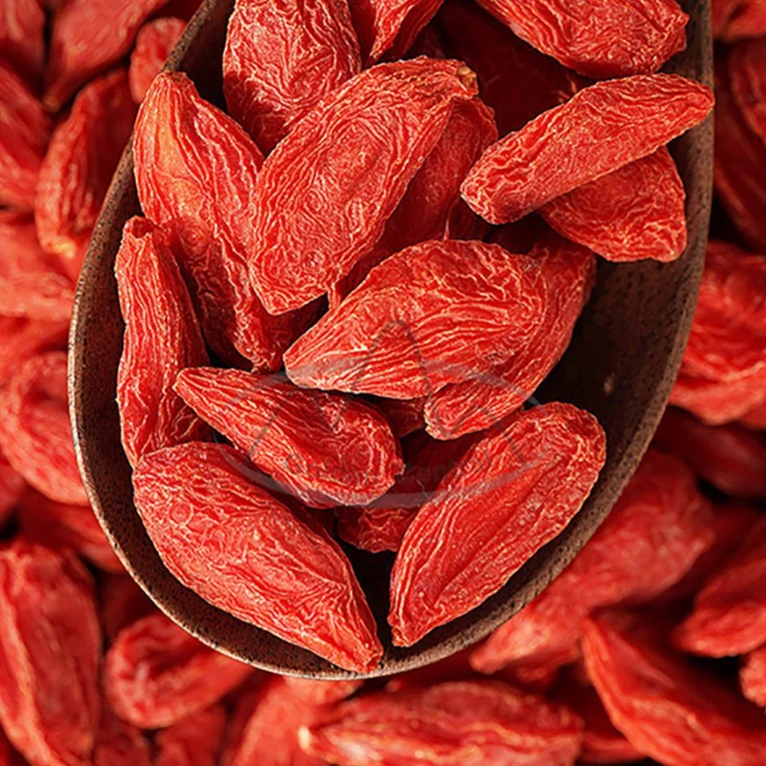 New Season Bulk Goji Berries Export for World