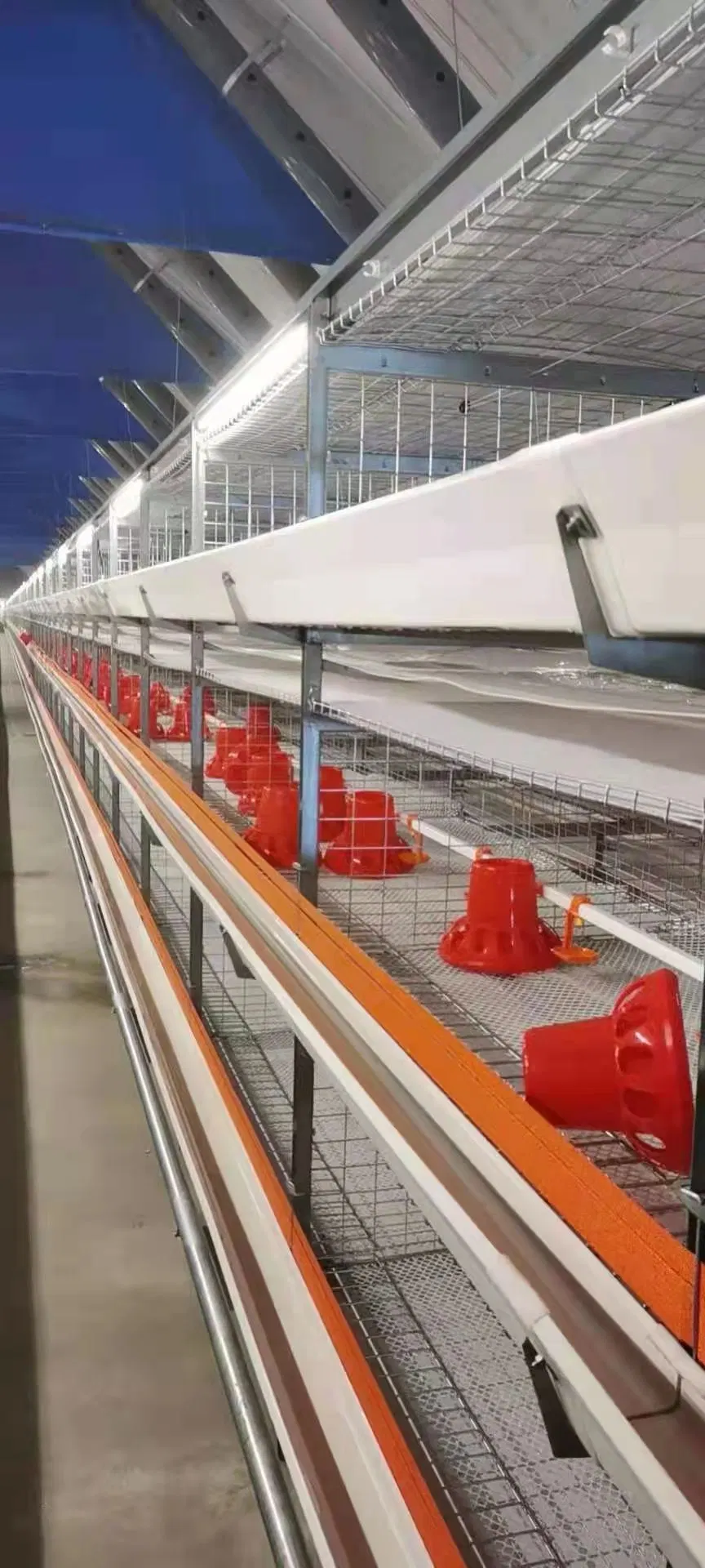 Alimentador automático de frangos de corte Equipamento automático para aves alimentador de frango Sistema de agricultura