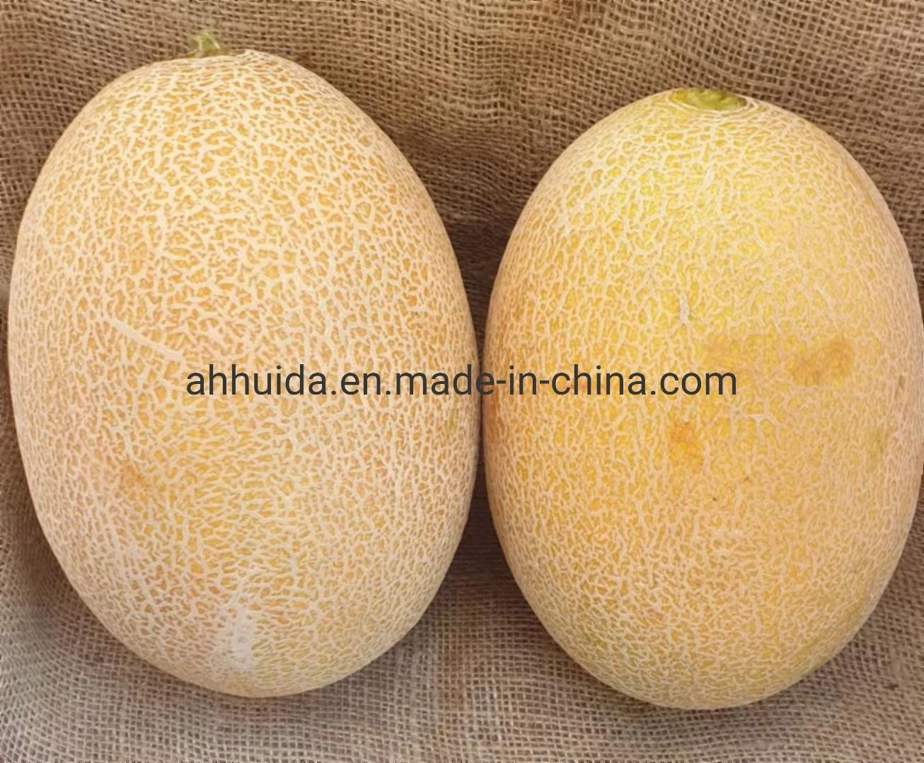 HD Cucumis Melo L Orange Musk Melon Seeds