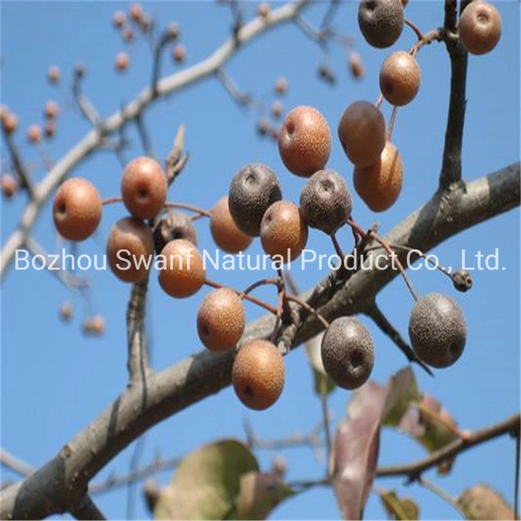 Tang Li 1kg Pyrus Betulifolia Tree Seed Pyrus Betulaefolia Seeds for Planting