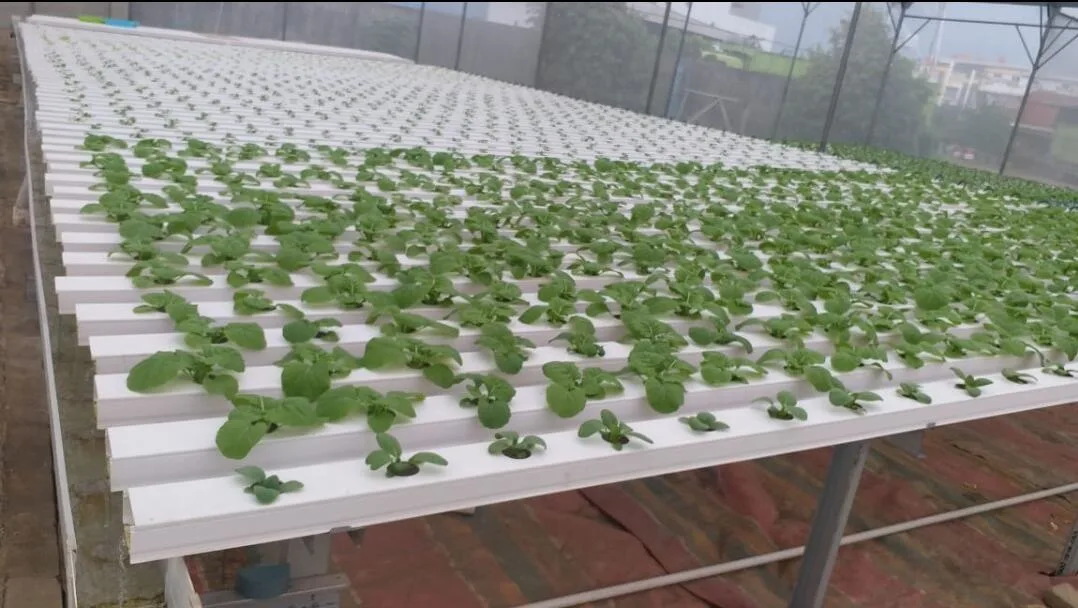 Hydroponischer Nährstoff Gemüsebepflanzungssystem Gewächshaus Blattgemüse Wachsende Pfeife Kanal