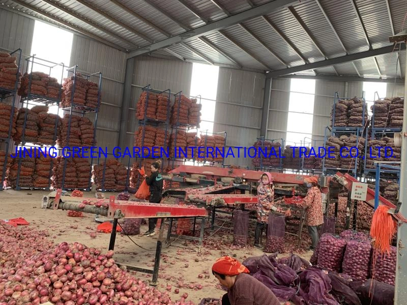 Fresh Red Onoin 5-8cm,3-7cm,8cm up Mesh Bag Pack Top Quality Good Service Experience Manufacture Direct Supply Shallot China Origin Wholesale/Supplier Fresh Red Onion 21