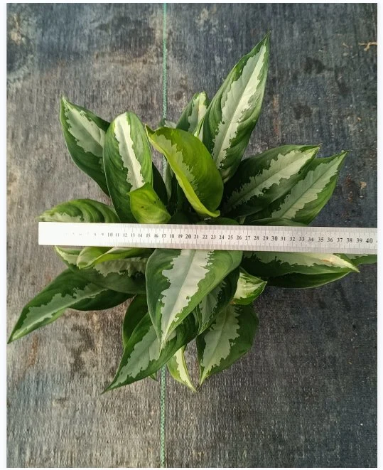 Garden Decoration Aglaonema 'silver Queen' Aglaonema Varieties in Stock