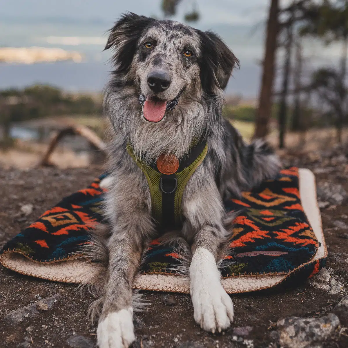 Maßgeschneiderte Druck / Solid Pushed Throw Sherpa Fleece Wasserdichte Tier / Hund / Katze / Puppypussy Decke