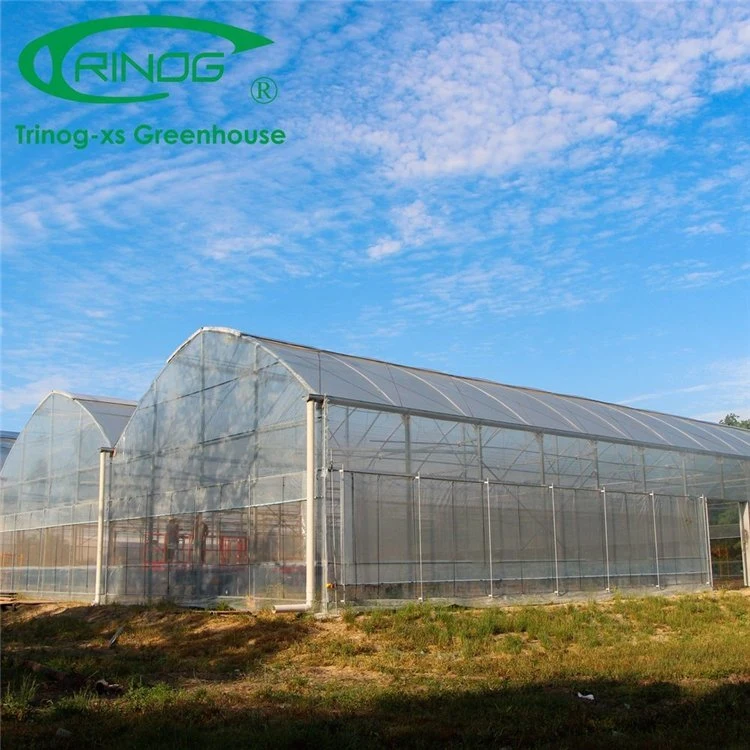 Galvanized Steel Structure Multi-Span Film Photovoltaic Greenhouse for Vegetable Flower Growth