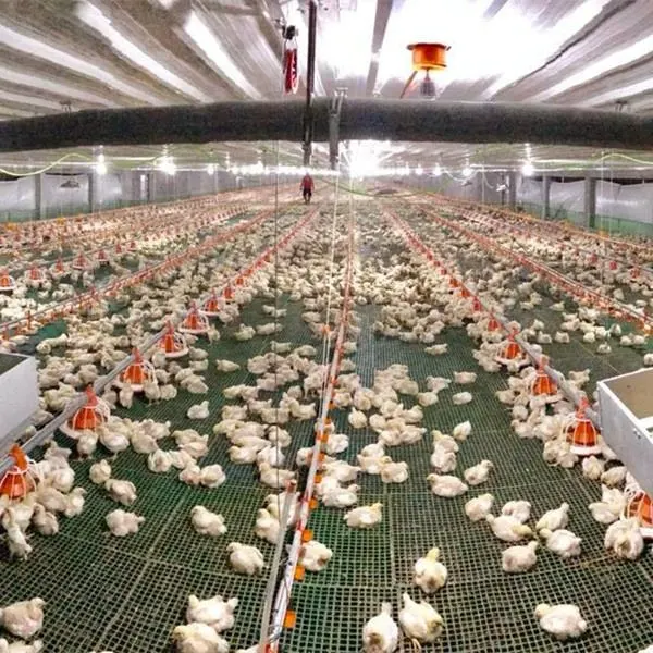 Original Factory Supply Modern Automatic Farm Chicken Farm for Sale Poultry House