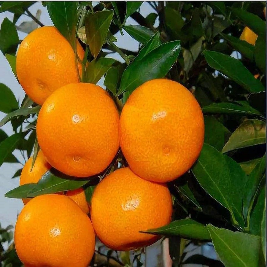 Fresh Small Size Baby Mandarine Orange