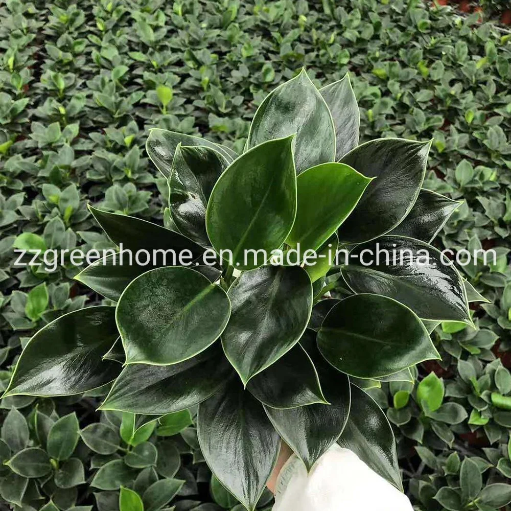 Philodendron Green Princess Natural Live Plants