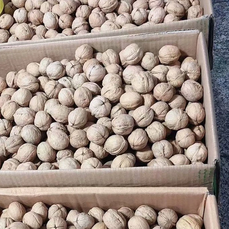 Chinese Manufacture of Walnuts Inshell From Xinjiang Best Price