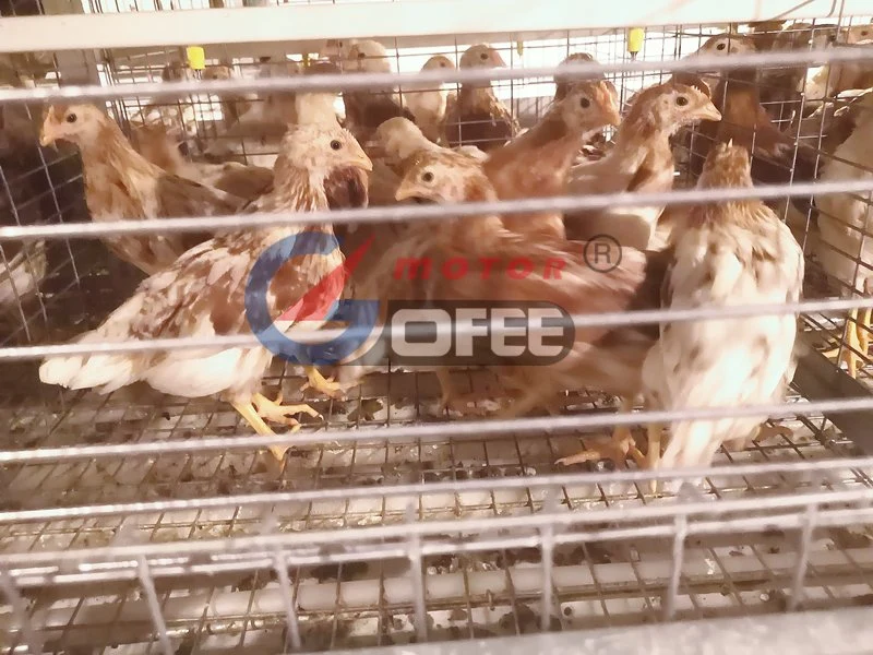 Châssis en H de poulets de chair de volaille de la cage d'alimentation chambre Canard de poulet